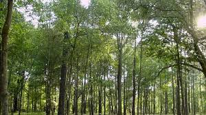 02 phương pháp điều tra đa dạng hệ sinh thái rừng